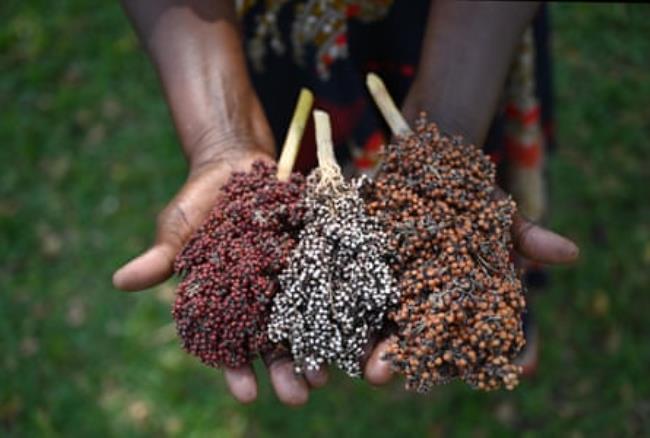 A farmer displays three different varieties of sorghum in their hands