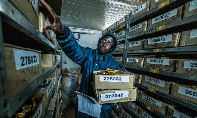 Lab technician Cyprian o<em></em>nkundi holds a tray of seedlings